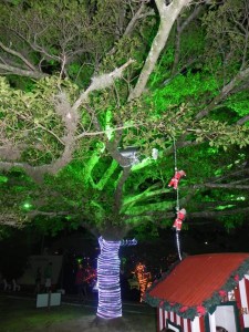 Árvore Natal Açoriano (2)