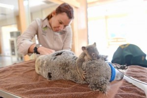 102_1055-blog-koala-1