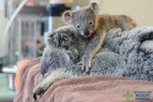 102_1055-blog-koala-2