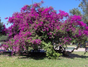 PRIMAVERA CERTO